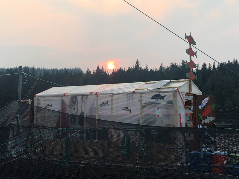 The shelter First Nations protesters constructed at the Marine Harvest fish farm on Swanson Island, BC. Image: Swanson Occupation Facebook page